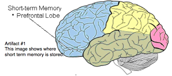 long term memory brain